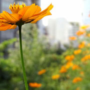 2025/9　キバナコスモス