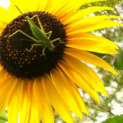 2024/07ヤブキリのメス（中目黒公園）