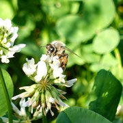 2024/06　シロツメクサとハチ（中目黒公園）