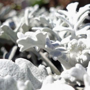 2025/2　シロギク