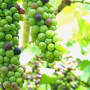 2024/07ブドウ（中目黒公園）