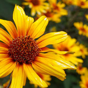 2025/7　ヘリオプシス