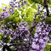 2024/05  藤の花（祐天寺）by@&@