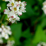 2024/11　シャクチリソバ