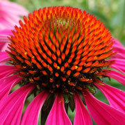 2025/7　エキナセア