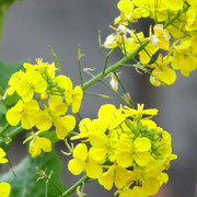 2024/02　菜の花(油面公園）by@&@