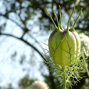 2024/06　ニゲラの実（中目黒公園）