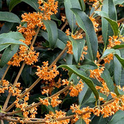 2025/11キンモクセイ