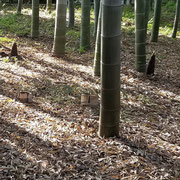 2024/05　筍（雀のお宿）by@&@