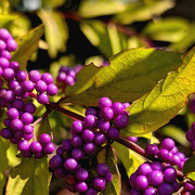 2025/11ムラサキシキブ