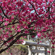 2024/03　カンヒザクラ　by@&@