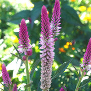 2025/8　ノゲイトウ