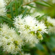 2025/7　ティーツリー