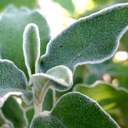 2024/06　ラムズイヤー（中目黒公園）