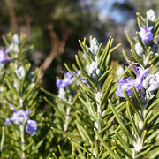 2025/2　ローズマリー