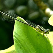 2024/07モノサシトンボ（目黒区エコプラザ）