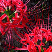 2025/9　ヒガンバナ