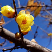 2025/2　ロウバイ