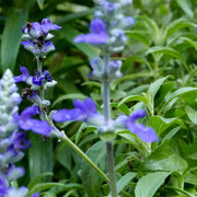 2025/6　ブルーサルビア