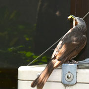 2025/9　ヒヨドリ