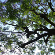 2025/6　ジャカランタ