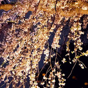 2024/04　夜桜（祐天寺）by@&@