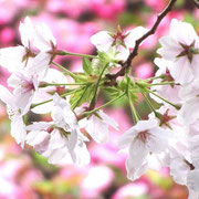 2026/4　桜
