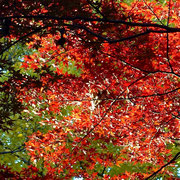 2024/12　林試の森