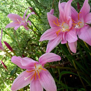 2024/9　サフランモドキ