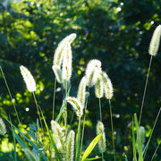 2025/8　エノコログサ