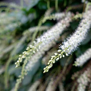 2024/10　アカザカズラ