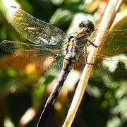 2025/8　シオカラトンボ