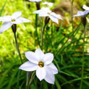 2025/4　ハナニラ