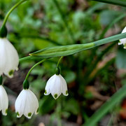 2025/4　スノーフレーク