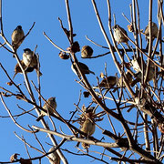 2024/02　スズメ(祐天寺一丁目）by@&@