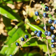 2025/12　やぶみょうが