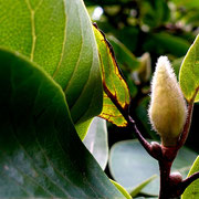 2024/8ハクモクレン