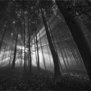 Ohne Nebel wär es doch halb so schön