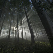 So schön kann Nebel sein