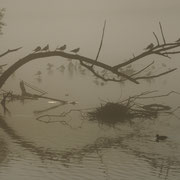 Steyr - Vogelschutzgebiet