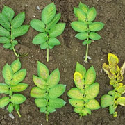 各症状の比較；　左上；無症状、右下；末期症状