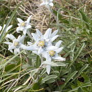 Edelweiss