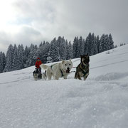 Huskystuff auf der Schwägalp