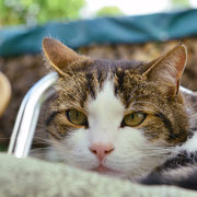 MoMo - unser Haustiger