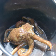 Oktopus frisch gefangen.......