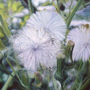 Fred Danziger, “Dandelions”, 28” x 38”, oil on canvas 