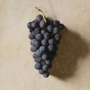 Carlo Russo, "Grapes", 8" x 10", oil/panel