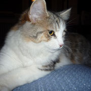 Lady (Kitty) gatto siberiano