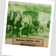 Weinlese Weinbauer 1951