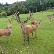 Hirsch Wildgehege in Hofkirchen